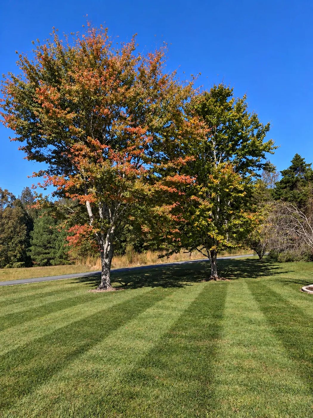 Maples turning color in early fall above a freshly striped lawn